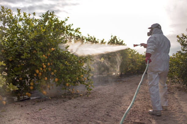Best Termite Control Services  in Warson Woods, MO