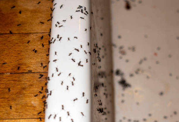 Best Flea Control Services  in Warson Woods, MO