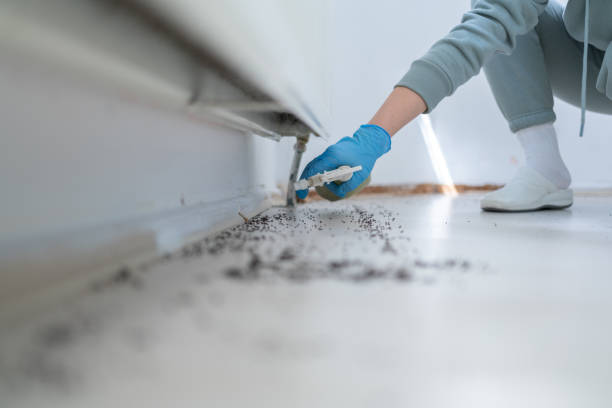 Best Cockroach Control Services  in Warson Woods, MO